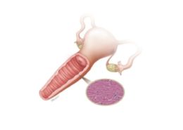 Venus Fiore - Vaginal Tightening & Feminine Health - Bio Aesthetic